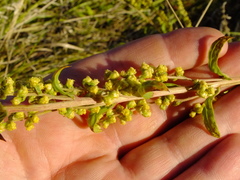 Artemisia latifolia
