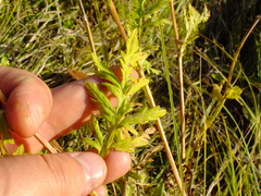 Artemisia latifolia