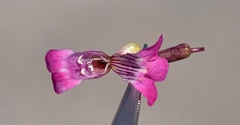 Penstemon petiolatus