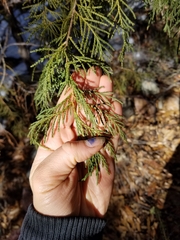 Juniperus flaccida