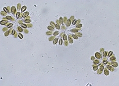 Synuraceae