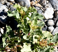 Penstemon petiolatus