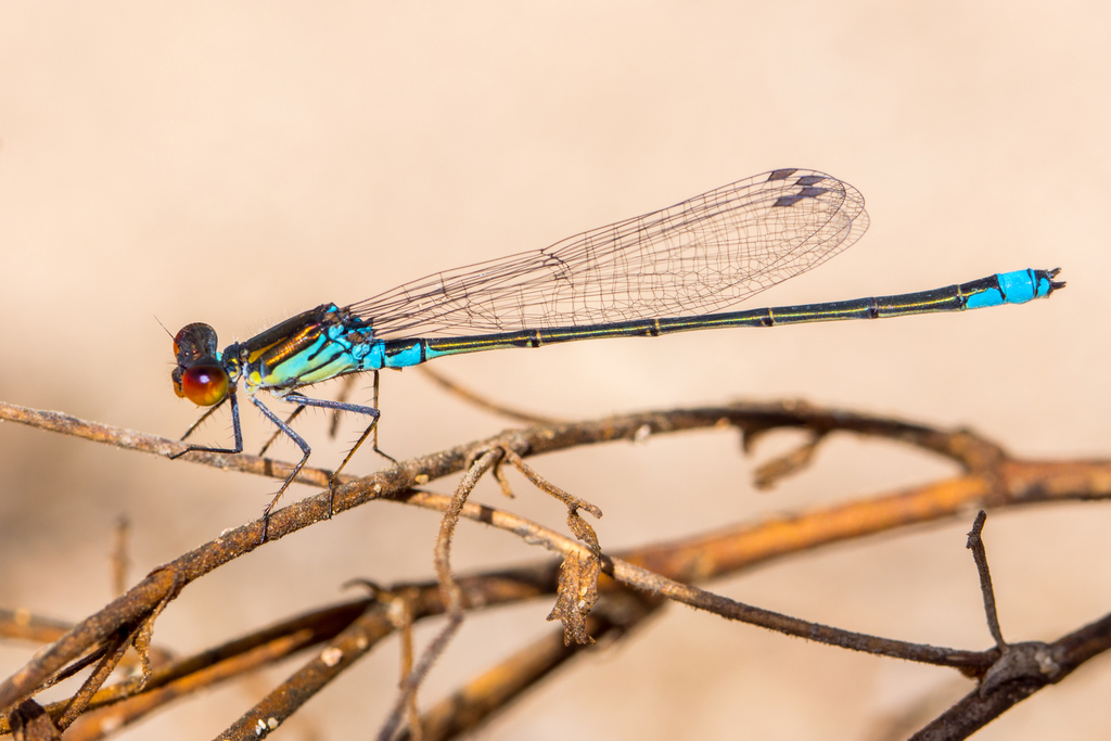 Small Red-eyed Damselfly