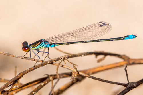 Small Red-eyed Damselfly