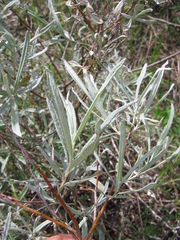 Salix pellita