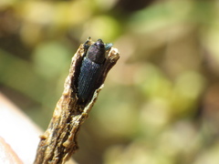 Mecinus janthiniformis