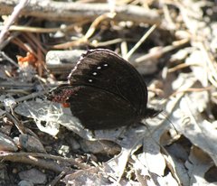 Gyrocheilus patrobas