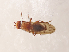 Suillia flavifrons