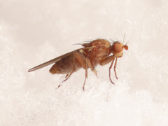 Suillia flavifrons
