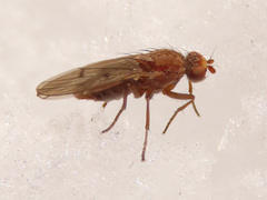 Suillia flavifrons