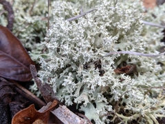Cladonia caroliniana