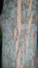 Camponotus sexguttatus