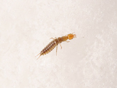 Nebriinae