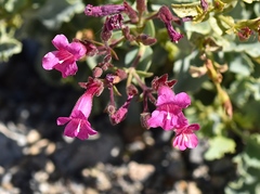 Penstemon petiolatus