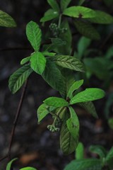 Psychotria loniceroides