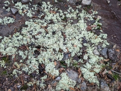 Cladonia caroliniana