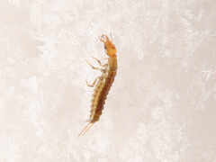 Nebriinae