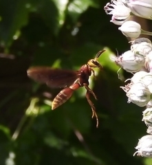 Montezumia ferruginea