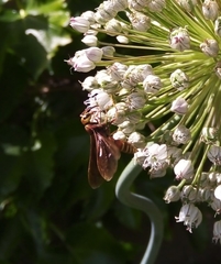 Montezumia ferruginea