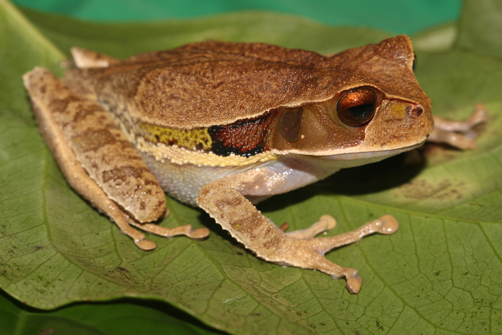 Gastrotheca recava