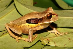 Gastrotheca recava