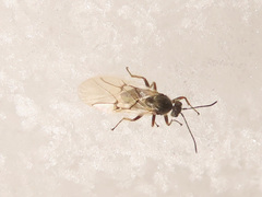 Cynips quercusfolii