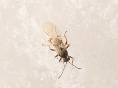 Cynips quercusfolii
