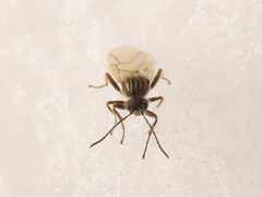 Cynips quercusfolii