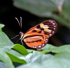 Hypothyris euclea laphria