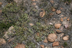 Arctotis pinnatifida