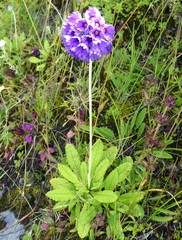 Primula glomerata