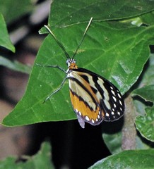 Hypothyris euclea laphria