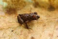 Ischnocnema verrucosa