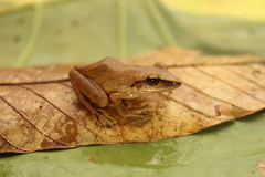 Pristimantis paulodutrai