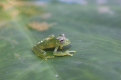 Vitreorana uranoscopa