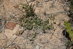 Blepharis integrifolia