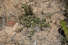 Blepharis integrifolia