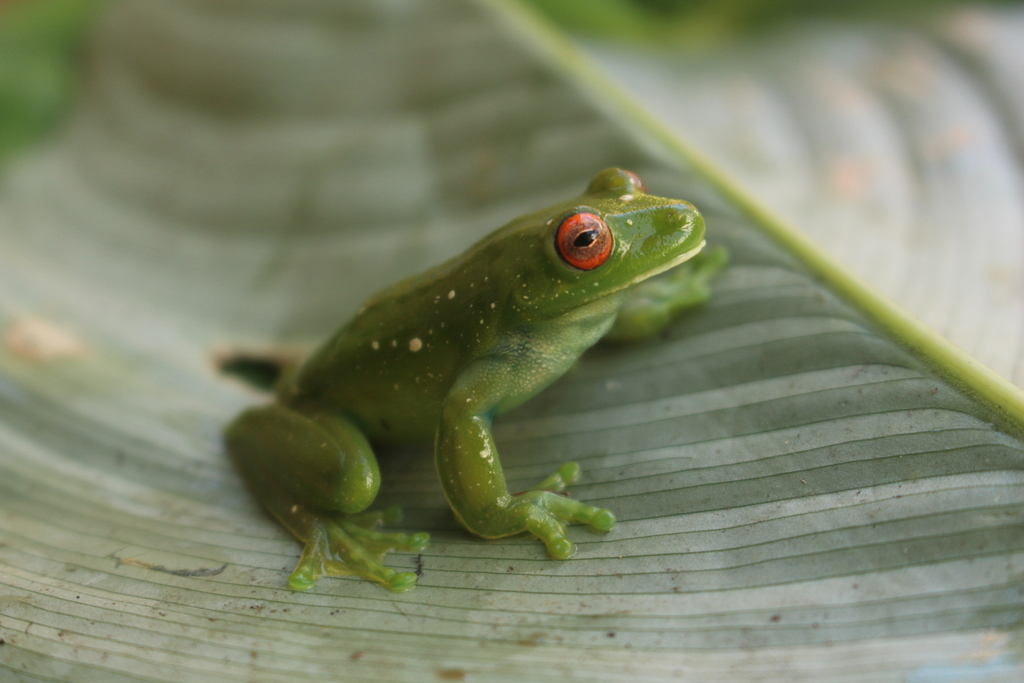Ibirapitanga Canebrake Tree Frog