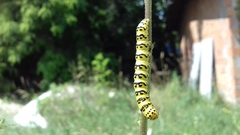 Cucullia lychnitis