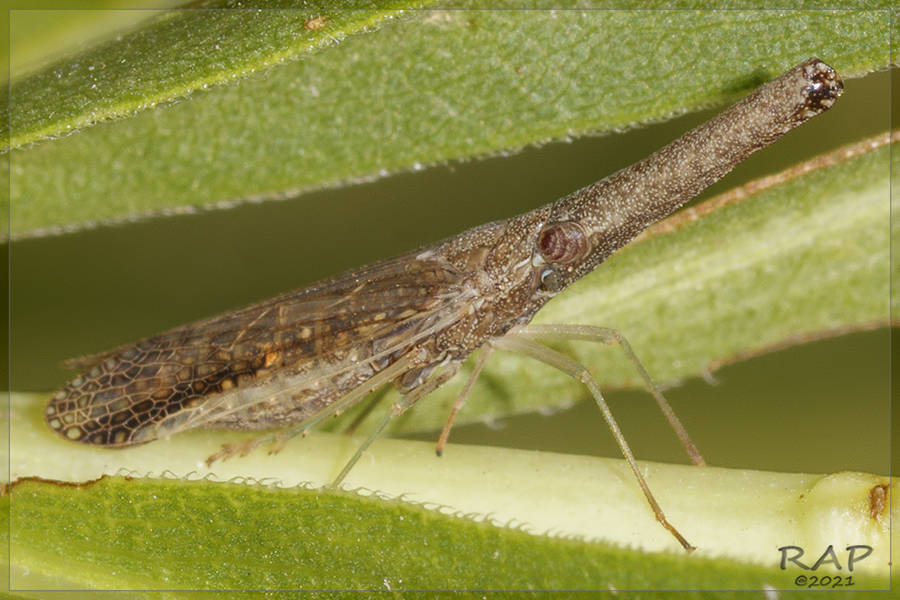 Dorimargus antoniae