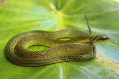 Royal Ground Snake photo 3
