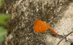 Ariadne ariadne