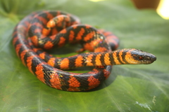 Oxyrhopus clathratus