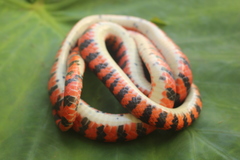 Oxyrhopus clathratus
