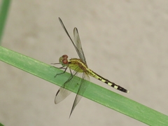 Erythrodiplax umbrata