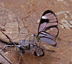 Ithomia agnosia zikani