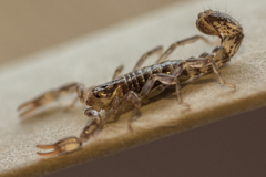 Superstitionia donensis