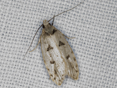 Scatochresis