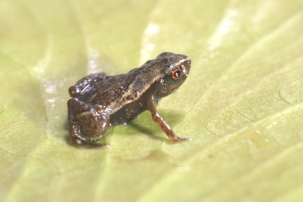 Flea Toad
