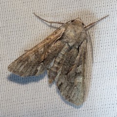 Lacinipolia acutipennis